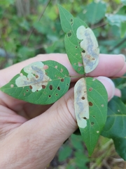 Anarsioses aberrans