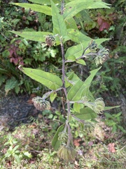 Helianthus mollis