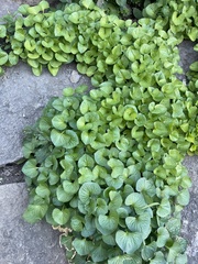 Viola