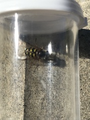 Dasysyrphus intrudens