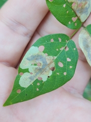 Anarsioses aberrans