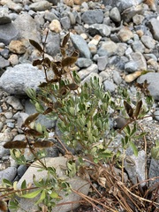 Lupinus arcticus