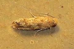 Eucosma