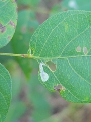 Anarsioses aberrans