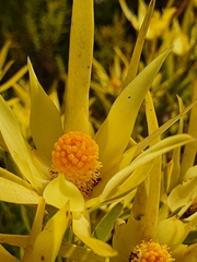 Leucadendron xanthoconus