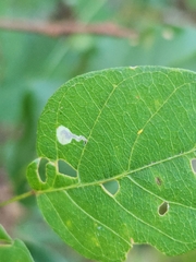 Anarsioses aberrans