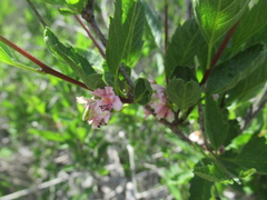 Bridgesia incisifolia
