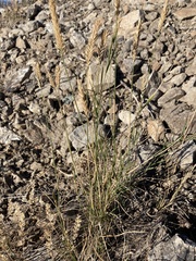 Agropyron cristatum