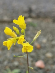 Brassica napus