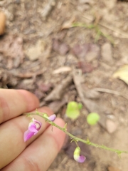 Phaseolus polystachios