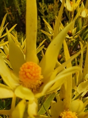 Leucadendron xanthoconus