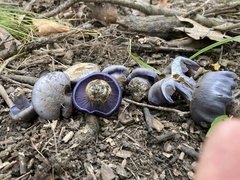 Phlegmacium velicopium