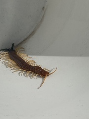 Scolopendra heros