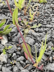 Brassica napus