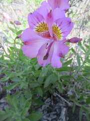 Alstroemeria