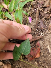 Phaseolus polystachios