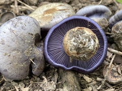 Phlegmacium velicopium