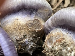 Phlegmacium velicopium