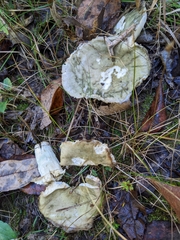 Russula parvovirescens
