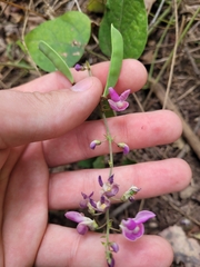 Phaseolus polystachios