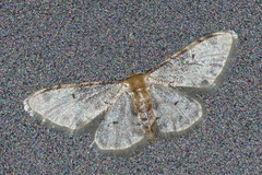 Idaea filicata
