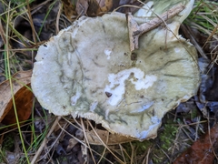 Russula parvovirescens
