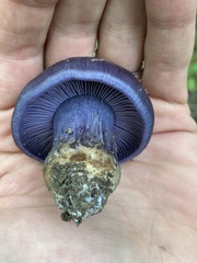 Phlegmacium velicopium