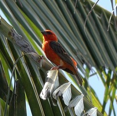 Foudia madagascariensis