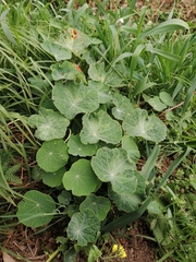 Tropaeolum