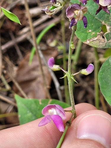 Image of Phaseolus polystachios by (c) Daniel Washburn, some rights reserved (CC BY)