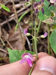 Phaseolus polystachios