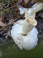 Russula parvovirescens