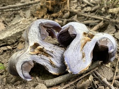 Phlegmacium velicopium