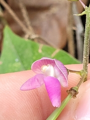 Phaseolus polystachios