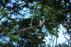 Myiopagis viridicata