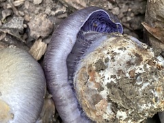 Phlegmacium velicopium