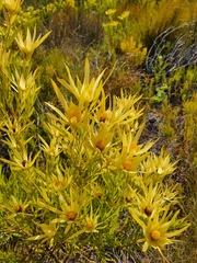 Leucadendron xanthoconus