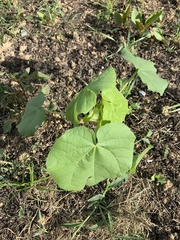 Abutilon theophrasti