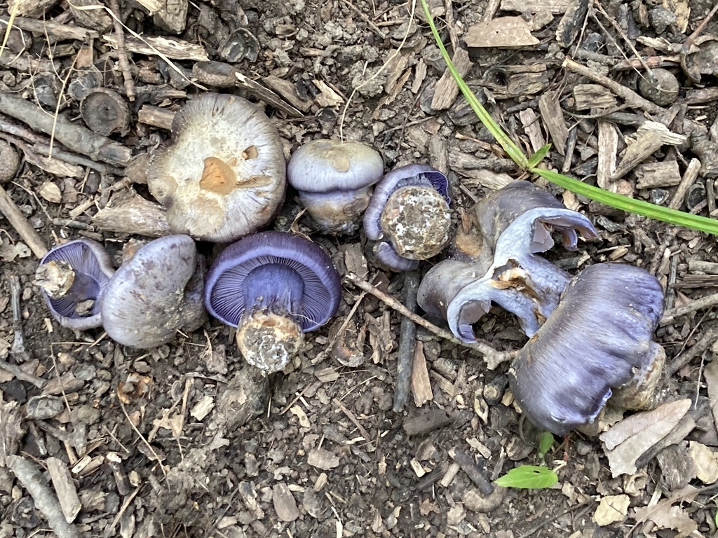 Caerulescentia