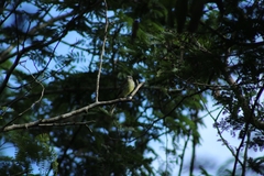 Myiopagis viridicata