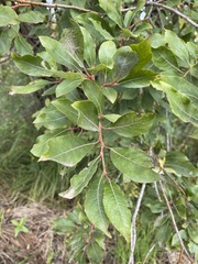 Salix bebbiana