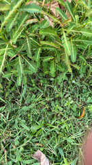 Phyllanthus urinaria