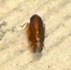 Xestocephalus