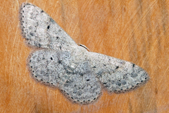 Scopula marginepunctata
