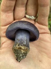 Phlegmacium velicopium