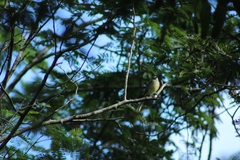 Myiopagis viridicata