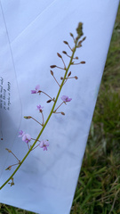 Desmodium