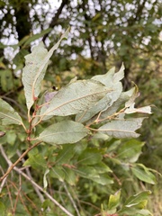 Salix bebbiana