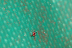 Trombidiidae