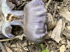 Phlegmacium velicopium